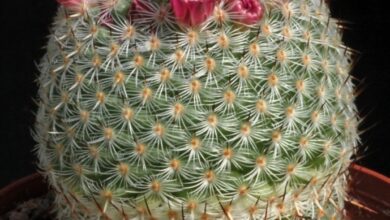 Photo of Mammillaria haageana Mammillaria