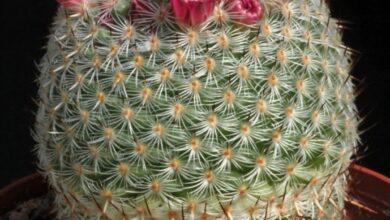 Photo of Mammillaria haageana Mammillaria