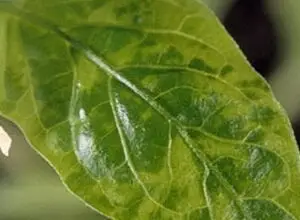 Photo of Mancha de folha de pimenta: tratamento das bactérias da folha de pimenta