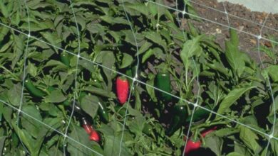 Photo of Mancha de pimenta preta – Porque é que há manchas nas minhas pimentas?