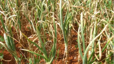 Photo of Mancha púrpura nas cebolas: Controlo da mancha violeta nas culturas de cebola