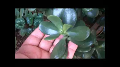 Photo of Manchas brancas nas folhas de jade: Como se livrar de manchas brancas nas plantas de jade