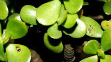 Photo of Manchas pretas na planta de jade