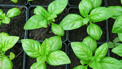 Photo of Manjericão de sabor amargo: O que fazer quando uma planta de manjericão é amarga