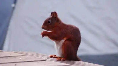 Photo of Manter os esquilos fora do jardim: dicas para proteger os tomates dos esquilos