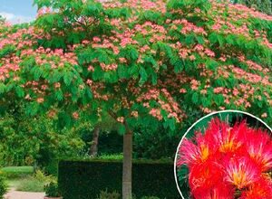 Photo of Manutenção da Albizia julibrissin ou Acacia de Constantinople