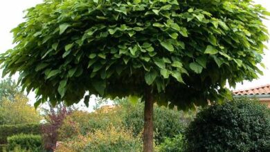 Photo of Manutenção da árvore Catalpa bignonioides ou Catalpa americana