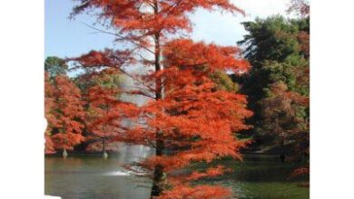 Photo of Manutenção da árvore Taxodium distichum ou cipreste do pântano