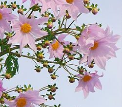 Photo of Manutenção da fábrica da Dahlia imperialis ou Dahlia imperialis