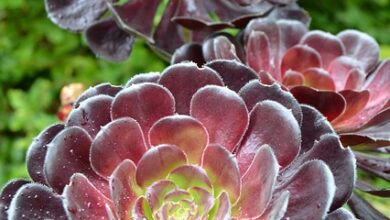 Photo of Manutenção da fábrica de Aeonium mascaense ou Bejeque