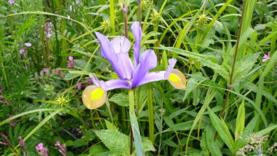 Photo of Manutenção da fábrica Iris xiphium ou Lírio da Espanha