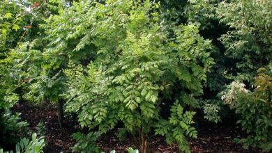 Photo of Manutenção da Koelreuteria paniculata ou saboneteira chinesa