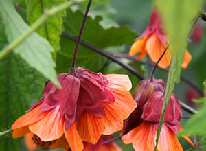 Photo of Manutenção da megapotâmica de Abutilon ou lanterna chinesa