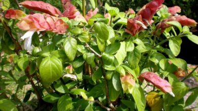 Photo of Manutenção da planta Beloperone guttata ou Chuparrosa