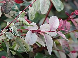 Photo of Manutenção da planta Breynia disticha, árvore de neve ou Breina