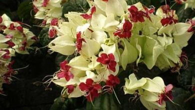 Photo of Manutenção da planta Clerodendrum thomsoniae ou Clerodendron africano