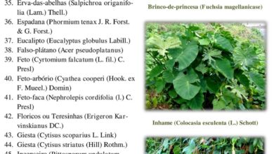 Photo of Manutenção da planta Cyrtomium falcatum, feto de azevinho ou Cirtomio