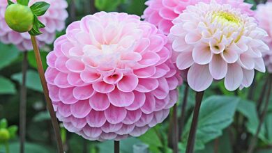 Photo of Manutenção da planta Dahlia pinnata, flor de garças ou Dahlia