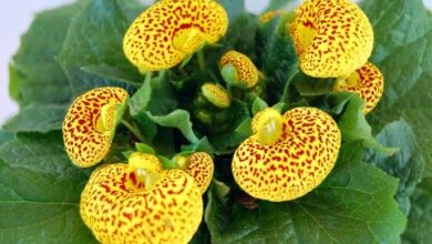 Photo of Manutenção da planta de Calceolaria ou chinelos de Vênus