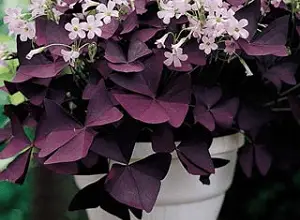 Photo of Manutenção da planta de Oxalis triangularis ou borboleta