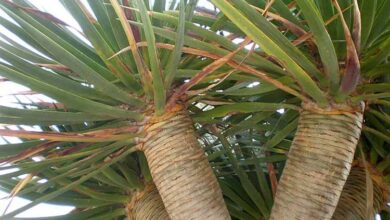 Photo of Manutenção da planta Dracaena draco ou Drago de Canarias