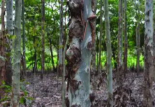 Photo of Manutenção da planta Eucalyptus torelliana ou Corymbia torelliana