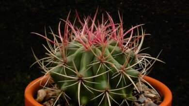 Photo of Manutenção da planta Ferocactus stainesii ou Biznaga de barril