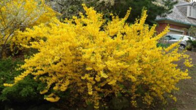 Photo of Manutenção da planta Forsythia intermedia ou Forsitia