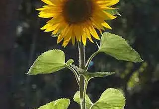 Photo of Manutenção da planta Helianthus annuus ou Sunflower