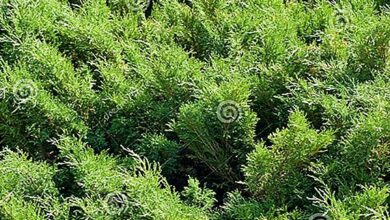 Photo of Manutenção da planta Juniperus horizontalis ou zimbro rastejante