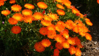 Photo of Manutenção da planta Lampranthus aureus ou Mesen orange