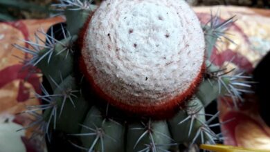 Photo of Manutenção da planta Melocactus azureus ou Melocactus krainzianus