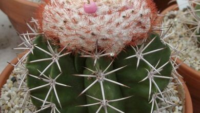 Photo of Manutenção da planta Melocactus oreas ou Melon Cactus