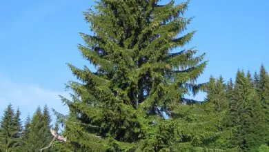 Photo of Manutenção da planta Picea abies, abeto falso ou árvore de Natal