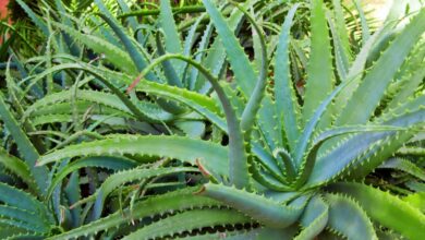 Photo of Manutenção de Aloe barberae ou árvore de Aloe