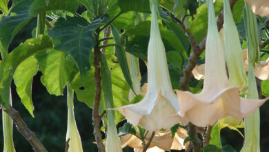 Photo of Manutenção de Brugmansia arborea ou Trompete