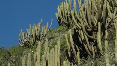 Photo of Manutenção de Echinopsis chiloensis ou Quisco