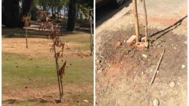 Photo of Manutenção de uma árvore recém plantada