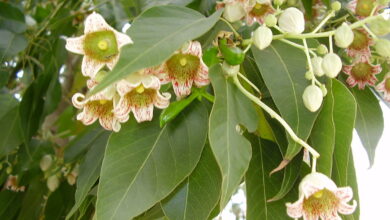 Photo of Manutenção do Brachychiton populneus ou Brachichito