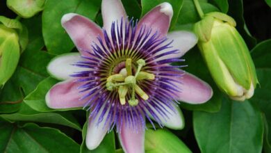 Photo of Manutenção do híbrido Passiflora x decaisneana ou Granadilla