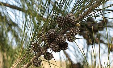 Photo of Manutenção do pinheiro casuarina ou australiano