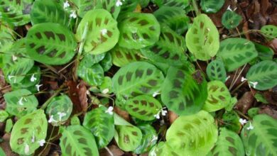 Photo of Maranta leuconeura Maranta, dormeuse, plante de prière