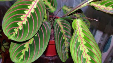 Photo of Maranta leuconeura, uma planta caseira cujas folhas se comportam como uma…