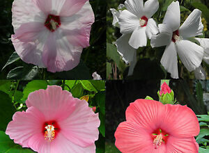 Photo of Marsh Hibiscus, Marsh Ketmie