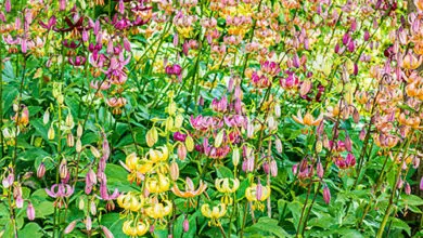 Photo of Martagon Lily