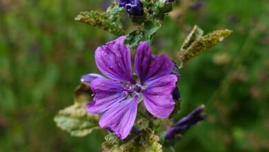 Photo of Mauve de Mauritanie, Grande mauve, Mauve des bois, Mauve écossaise