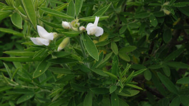 Photo of Medicago arborea ou Alfalfa arborea cuidado das plantas