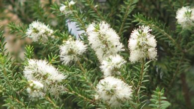 Photo of Melaleuca styphelioides ou cuidado de plantas com casca espinhosa