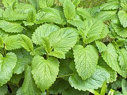 Photo of Melissa officinalis, Toronjil