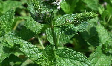 Photo of Mentha Aquatica – Informações sobre o cultivo da menta